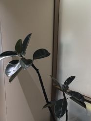-北京漾格医疗美容医院