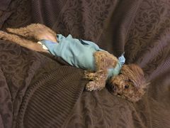 -北京赛佳动物医院