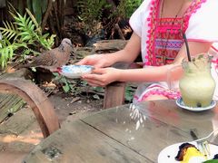 -Fern Forest Cafe