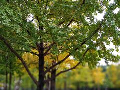 -重庆市江北嘴中央商务区中央公园