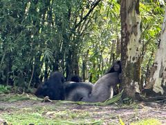 -奥兰多迪士尼动物王国乐园