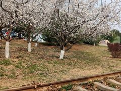 -永定河休闲森林公园