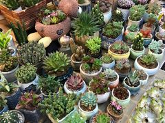 -双季花艺园艺市场(浦东店)