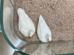 -小象动悟公园(龙湖亦庄天街店)