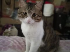 -绝城芋儿鸡(犀浦旗舰店)