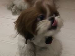 -北京恒爱动物医院(清景园分院)