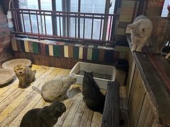 -壹六猫窝(谷德店)