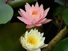 -白鹭湾湿地公园