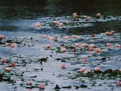 -白鹭湾湿地公园