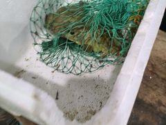 -金三可市井水煮鱼(金碧园店)