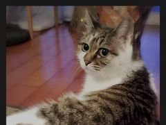 -严国平动物医院(德政总院)