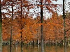 -白鹭湾湿地公园