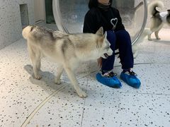 -Husky Go!哈士奇体验馆·宠物咖啡厅狗咖