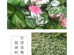 -九科绿洲