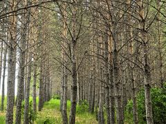 -塞罕坝国家级自然保护区