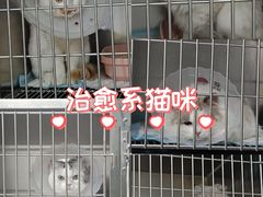 -科道动物医院·急重症中心(万达院)