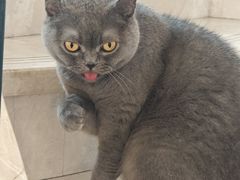 -Catmate·猫肥家润(金润铂宫店)
