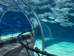 -上海海洋水族馆