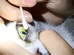 -美联众合动物医院·24h转诊中心