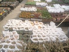 -龙大花卉苗木市场