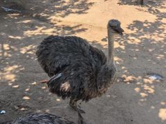-西霞口神雕山野生动物世界