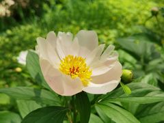 -黑龙江省森林植物园