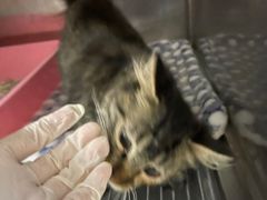 -艾贝尔宠物诊疗