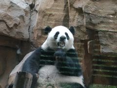 -成都动物园