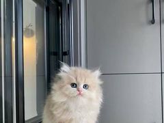 -猫十亿·布偶金渐层·曼基康矮脚猫舍(青年路店)