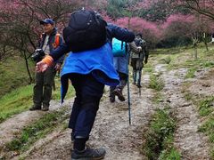 -新建村梅花