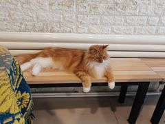 -平行世界·猫咖(首经贸店)