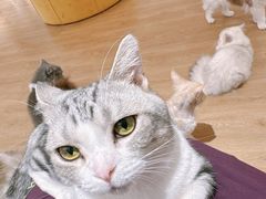 -1013 PET SHOP精品宠物商店(丁香店)