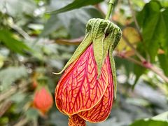 -中国科学院华南植物园