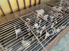 -姐妹四更烤猪店