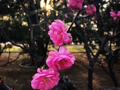 -玲珑塔公园
