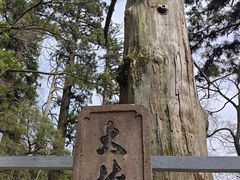 -天目山大树王景区