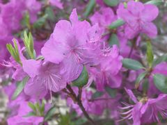 -黑龙江省森林植物园
