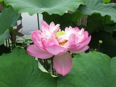 -陈家山荷花公园