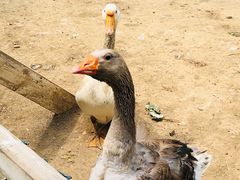 -大连铭湖国际观光牧场