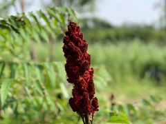 -西青郊野公园