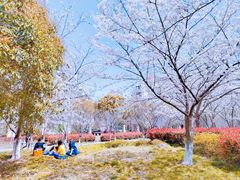 -高东镇樱花园