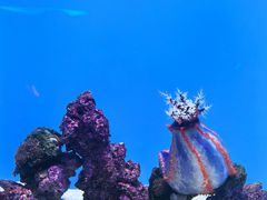 -西雅图水族馆