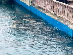 -广东惠东海龟国家级自然保护区