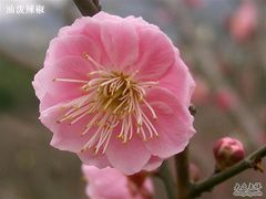 -香雪海