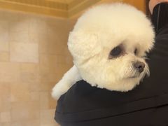 -帕帕拉兹宠物(亚洲旗舰店)