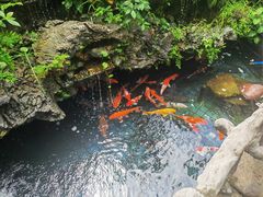 -华园农庄·特色炭烧鸡·北江河鲜