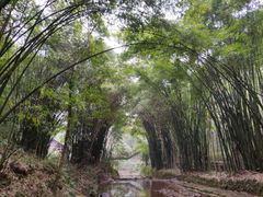 -川西竹海景区
