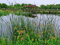 -荷塘月色湿地公园·向阳花洲