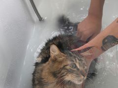 -爱洗澡的猫(望京店)