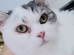 -喵的天空名猫咖啡馆·撸猫·猫舍·用品